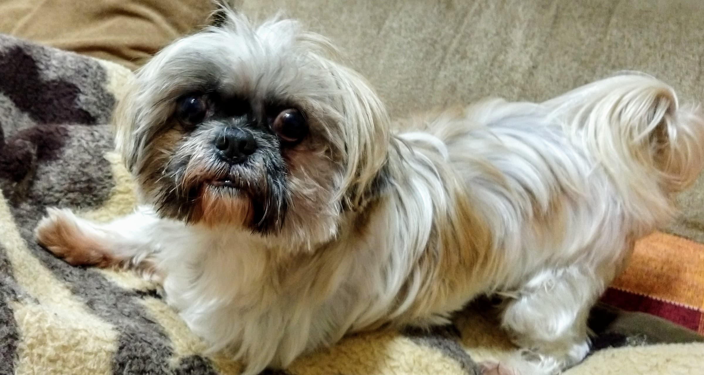 Dog