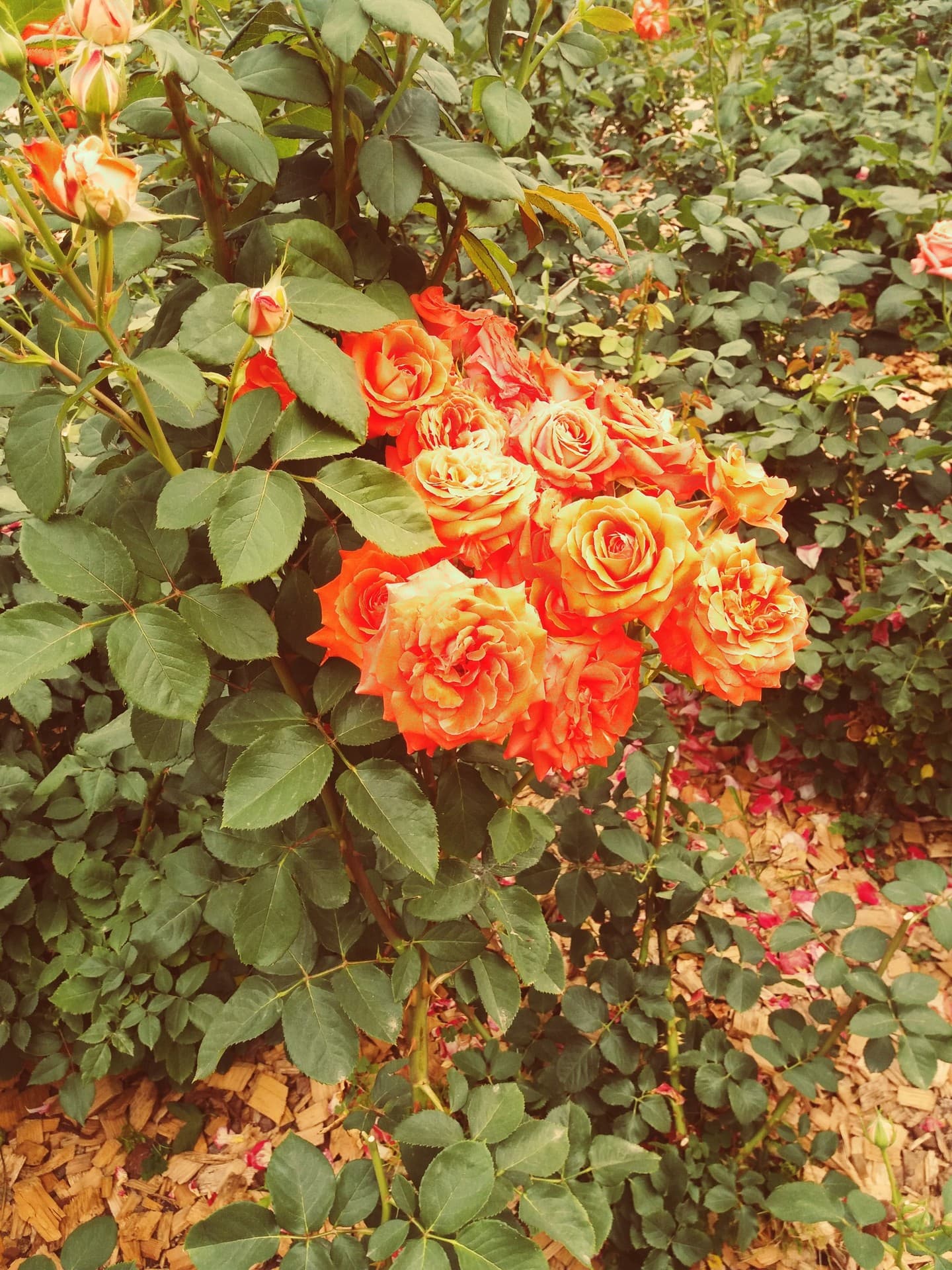 orangeflower