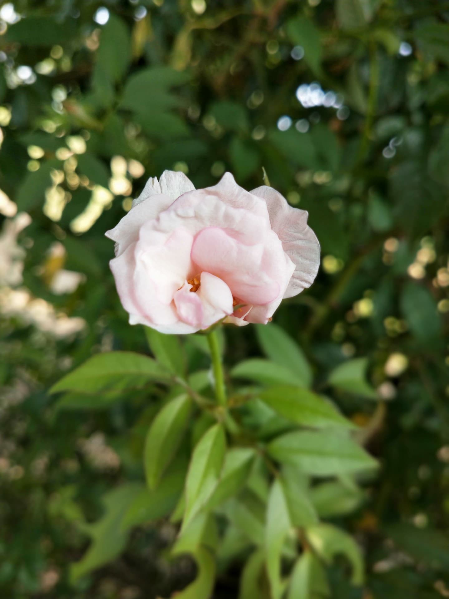 White rose