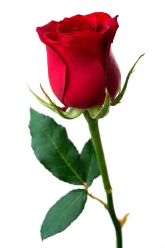 Rose ❤❤