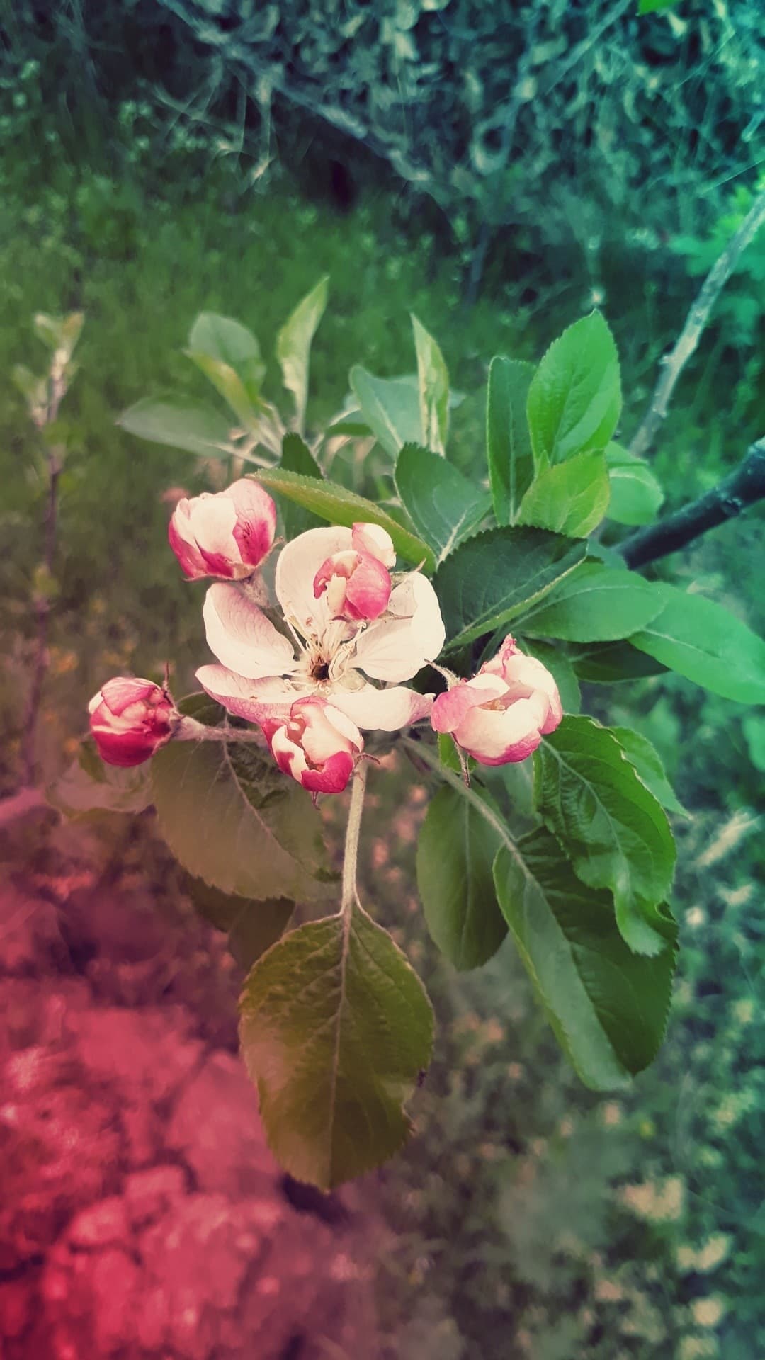 flower