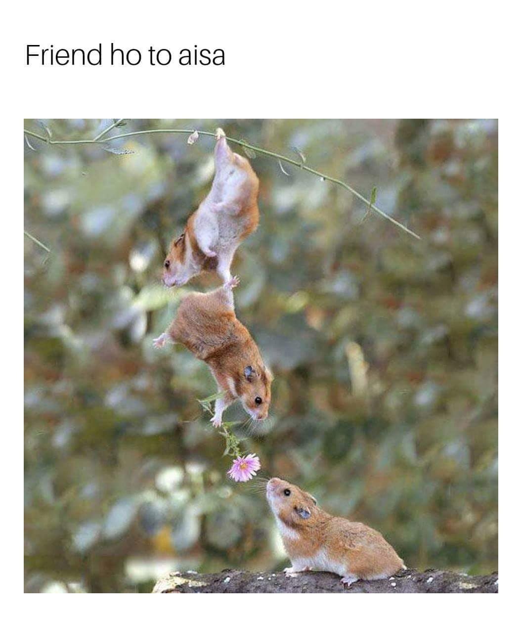 friendship