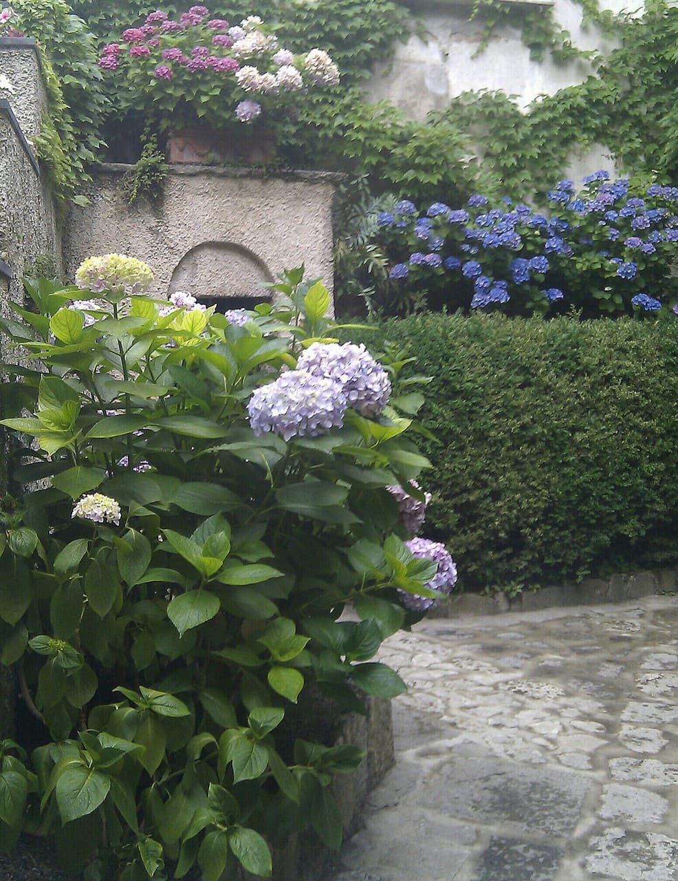 garden
