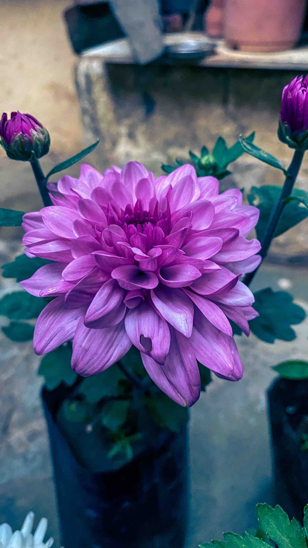 Color of nature