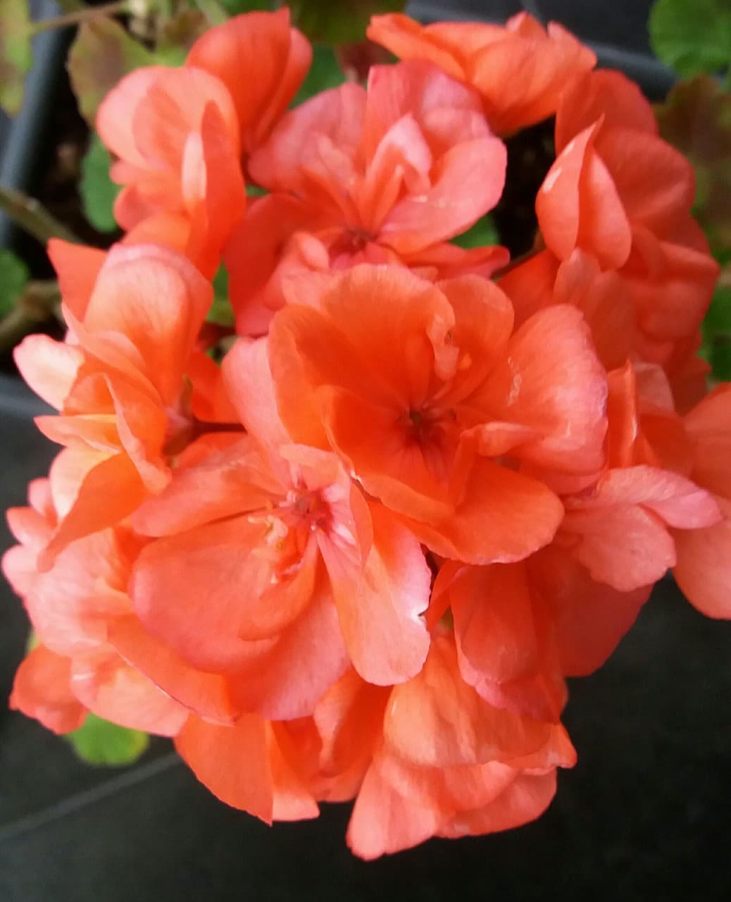 fleurs
