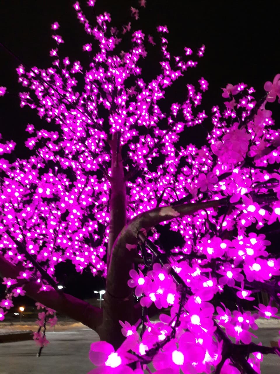sakura