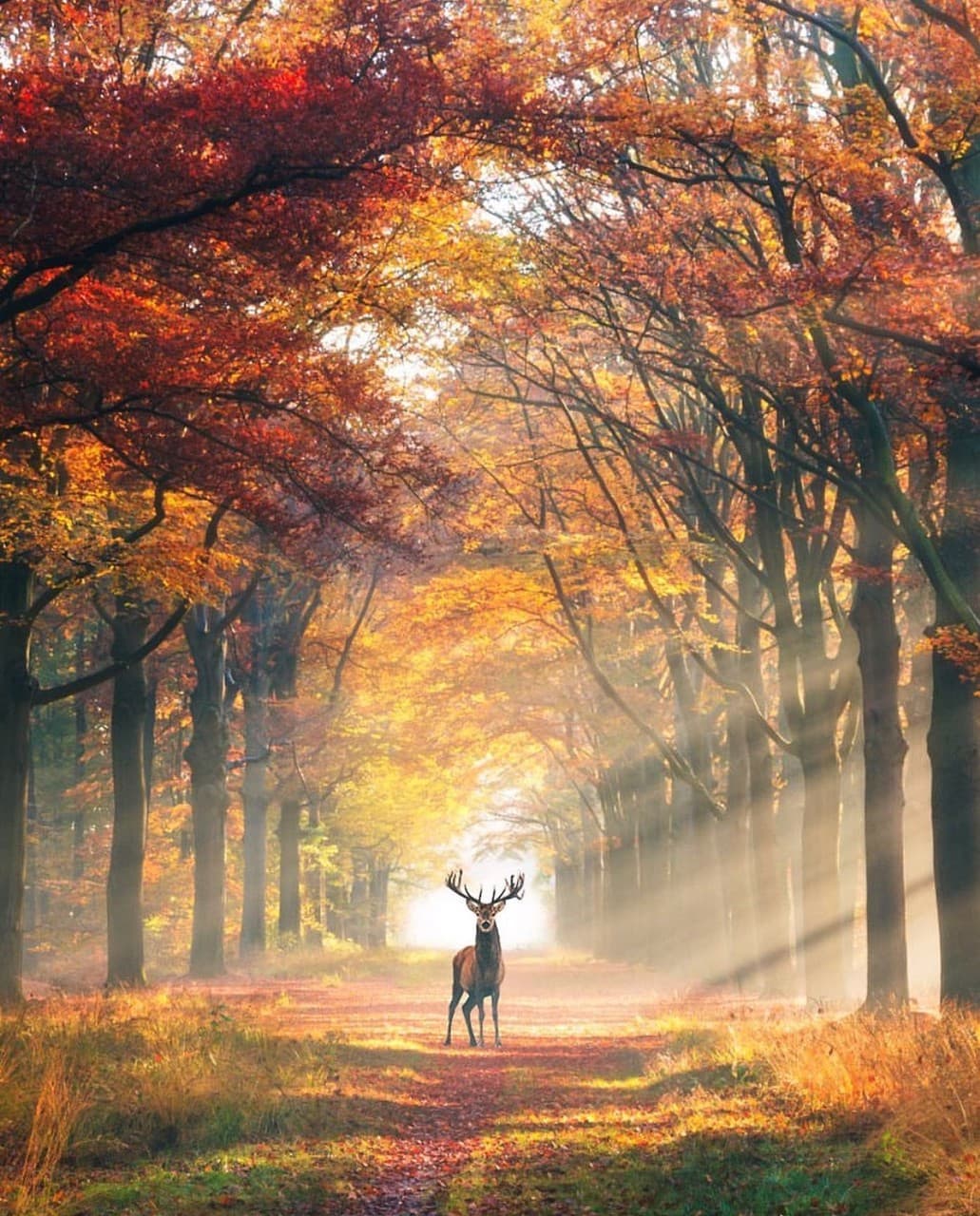 Deer