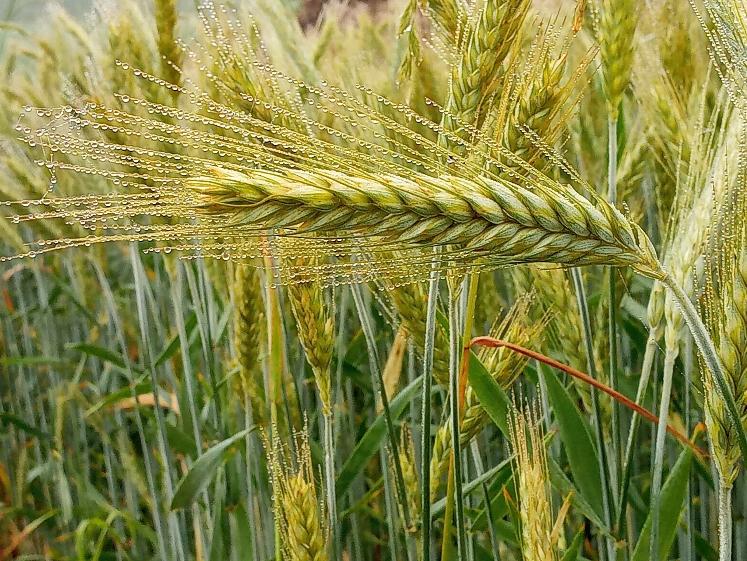 капли