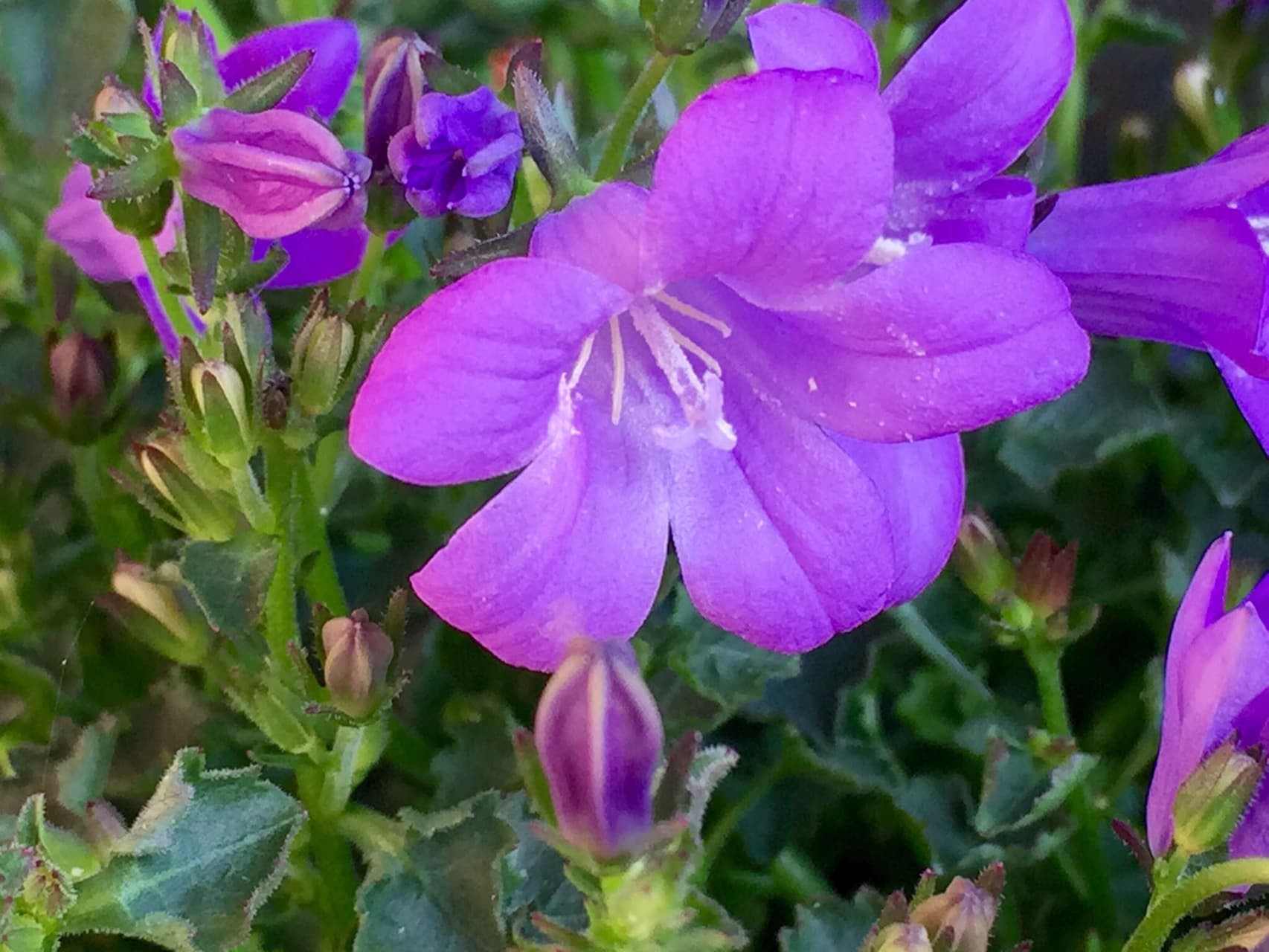 Fiori