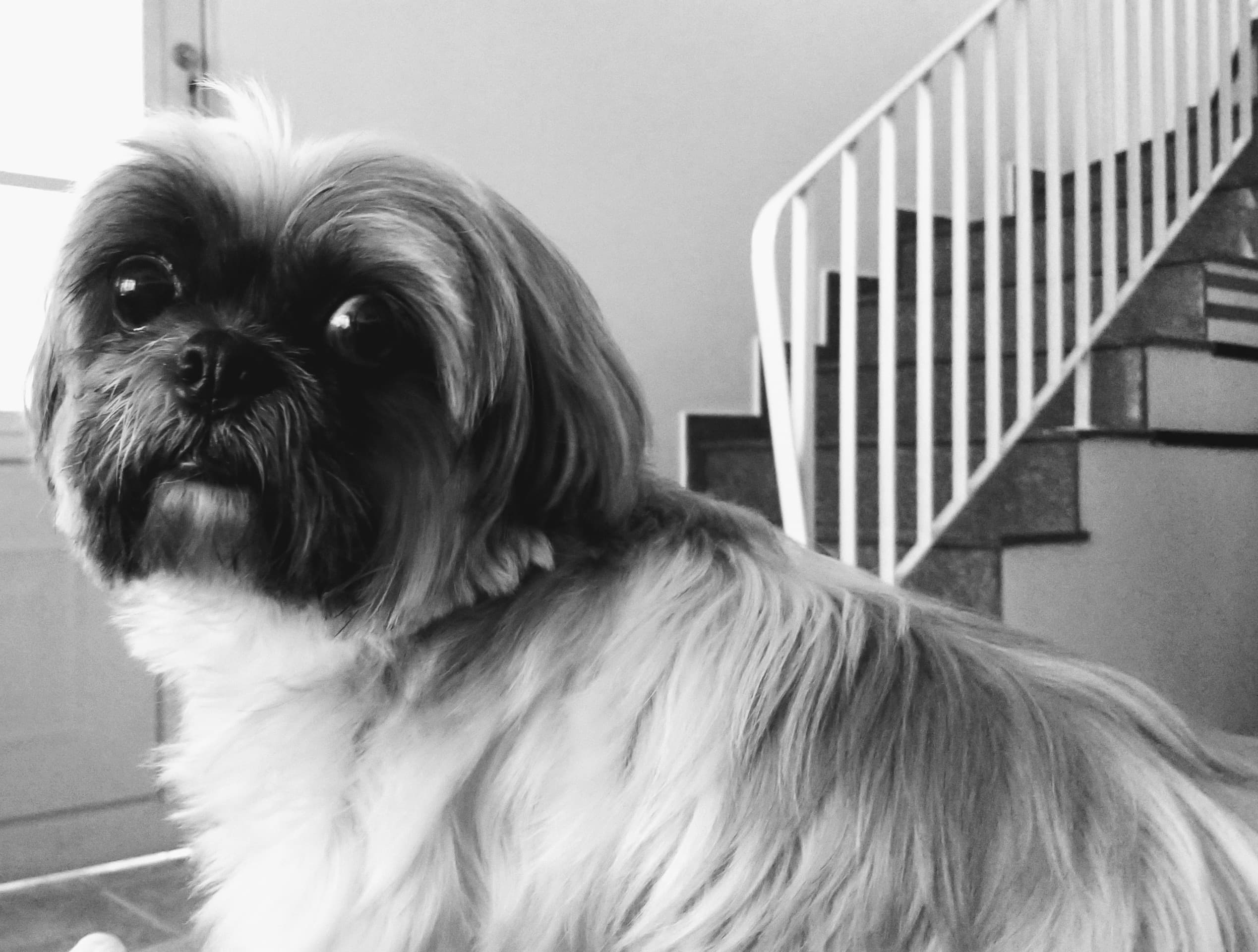 Dog
