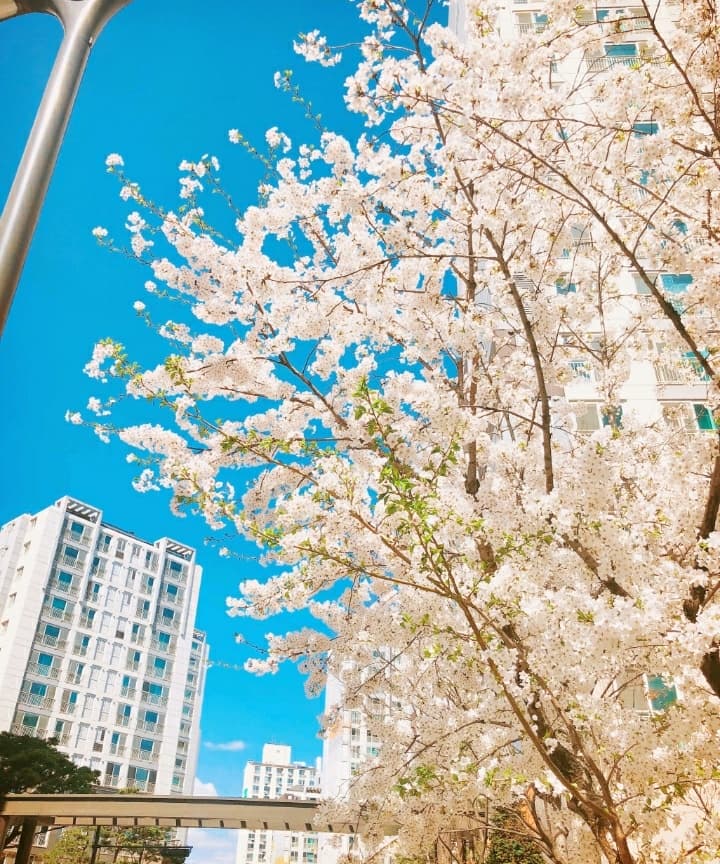 springflowers