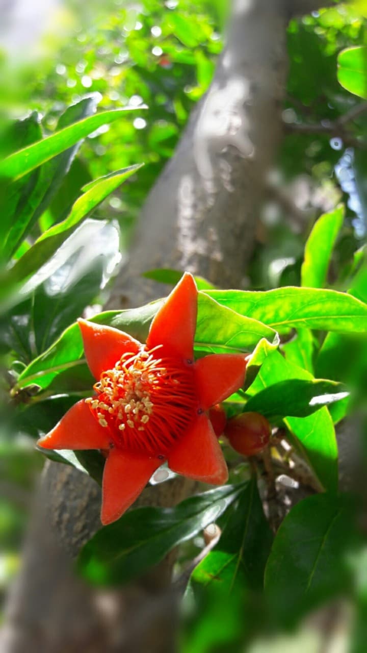flowers