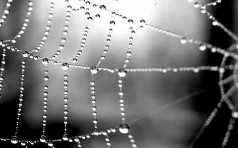 dew on the web