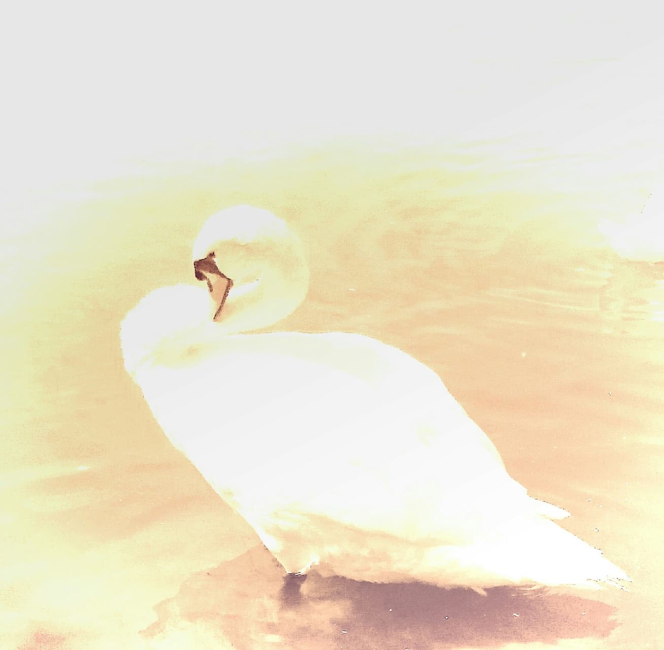 swan