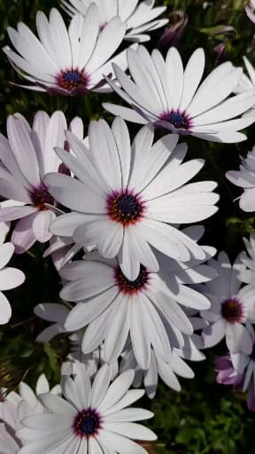 dancing white flowers