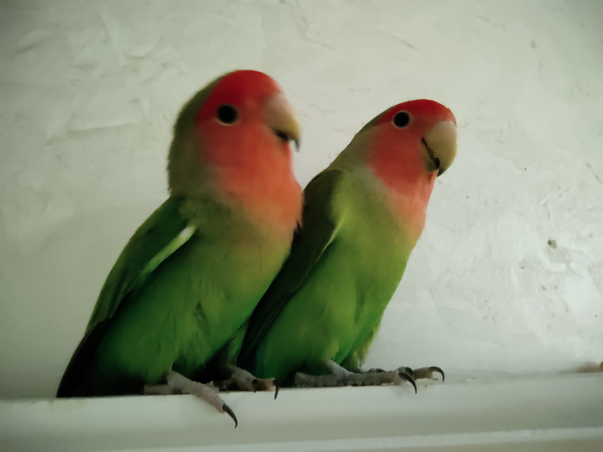 Rosehead Love Parrot