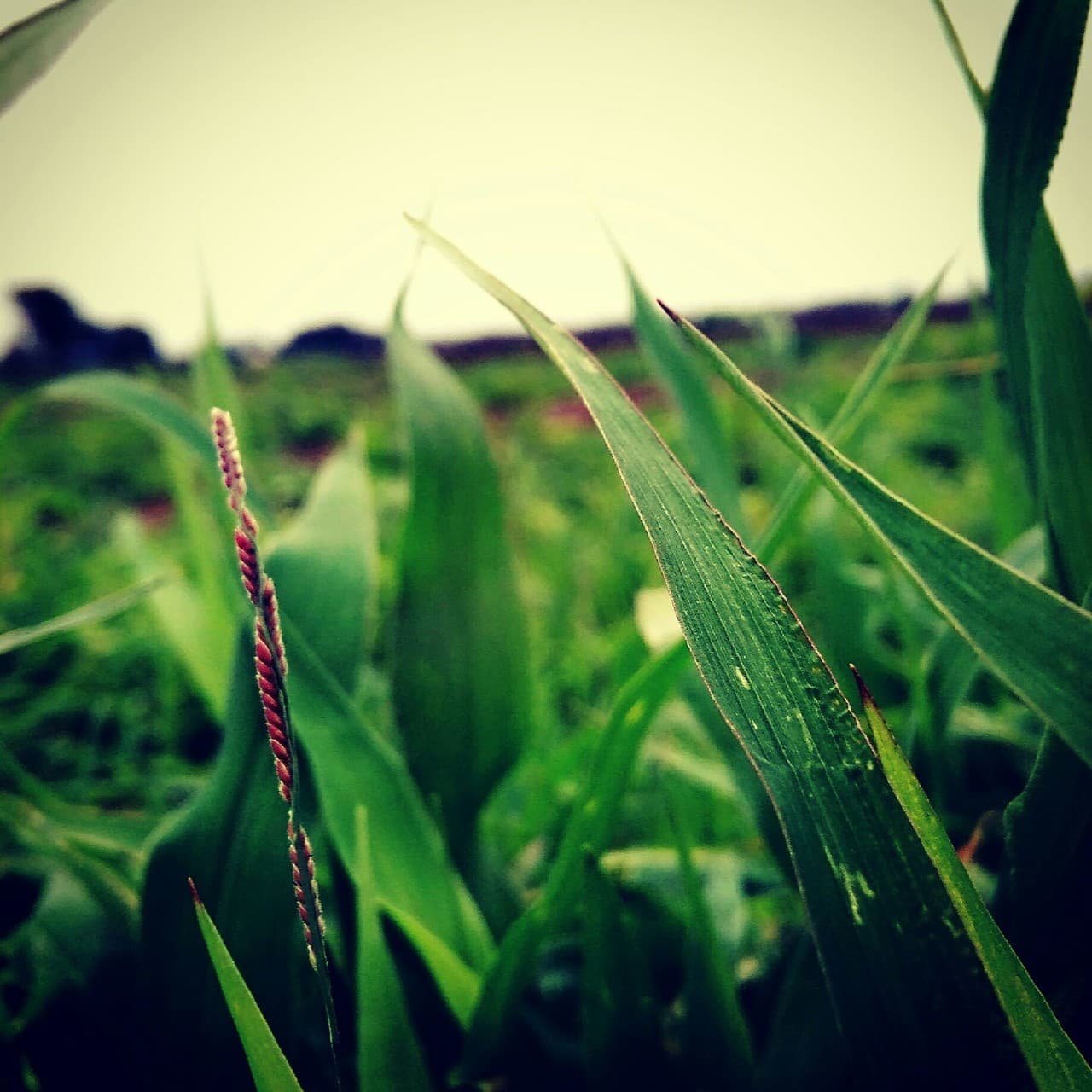 grass