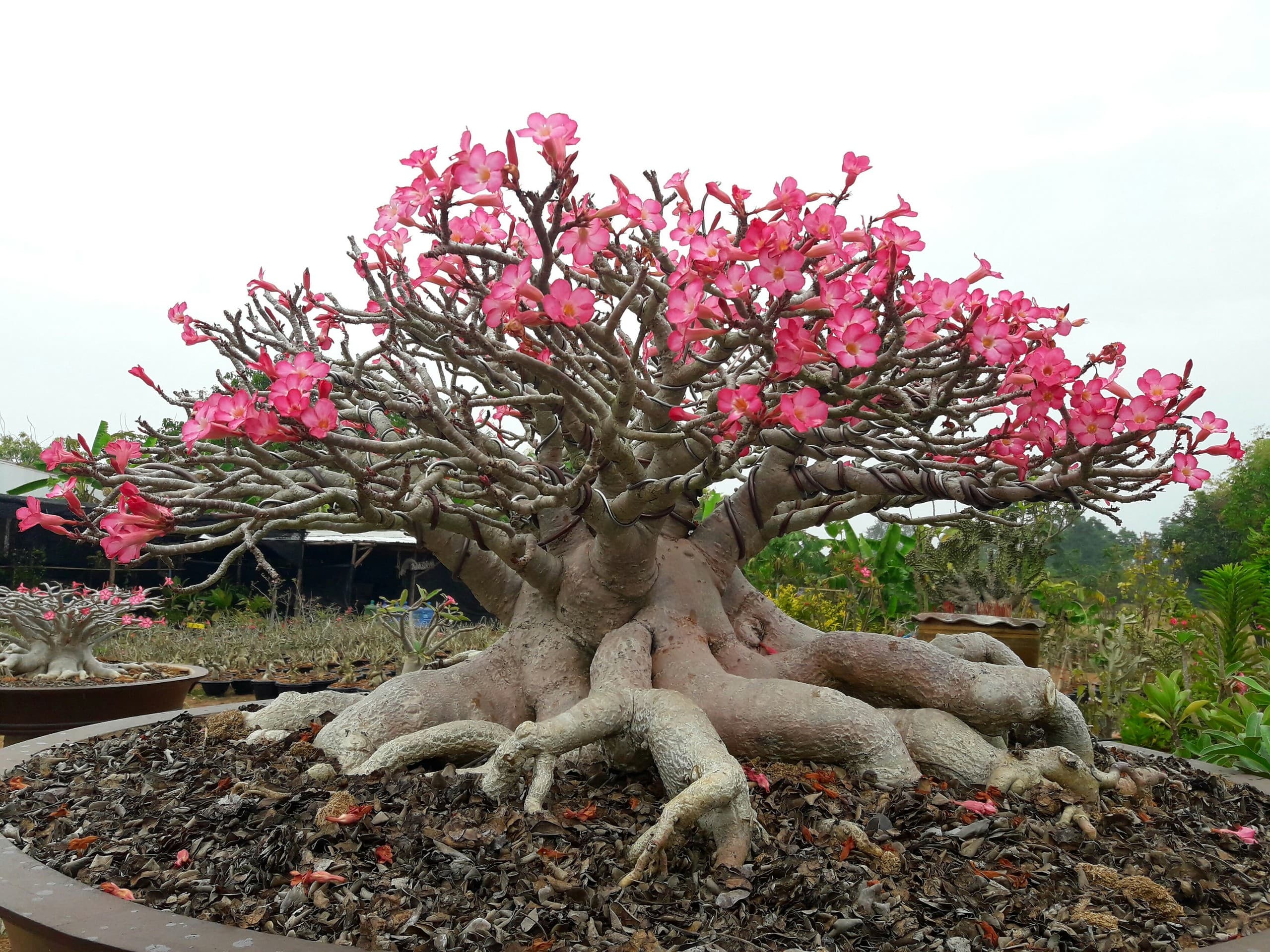 tree