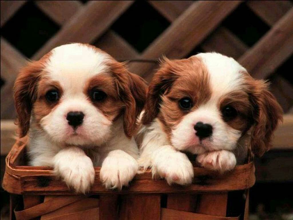 puppy
