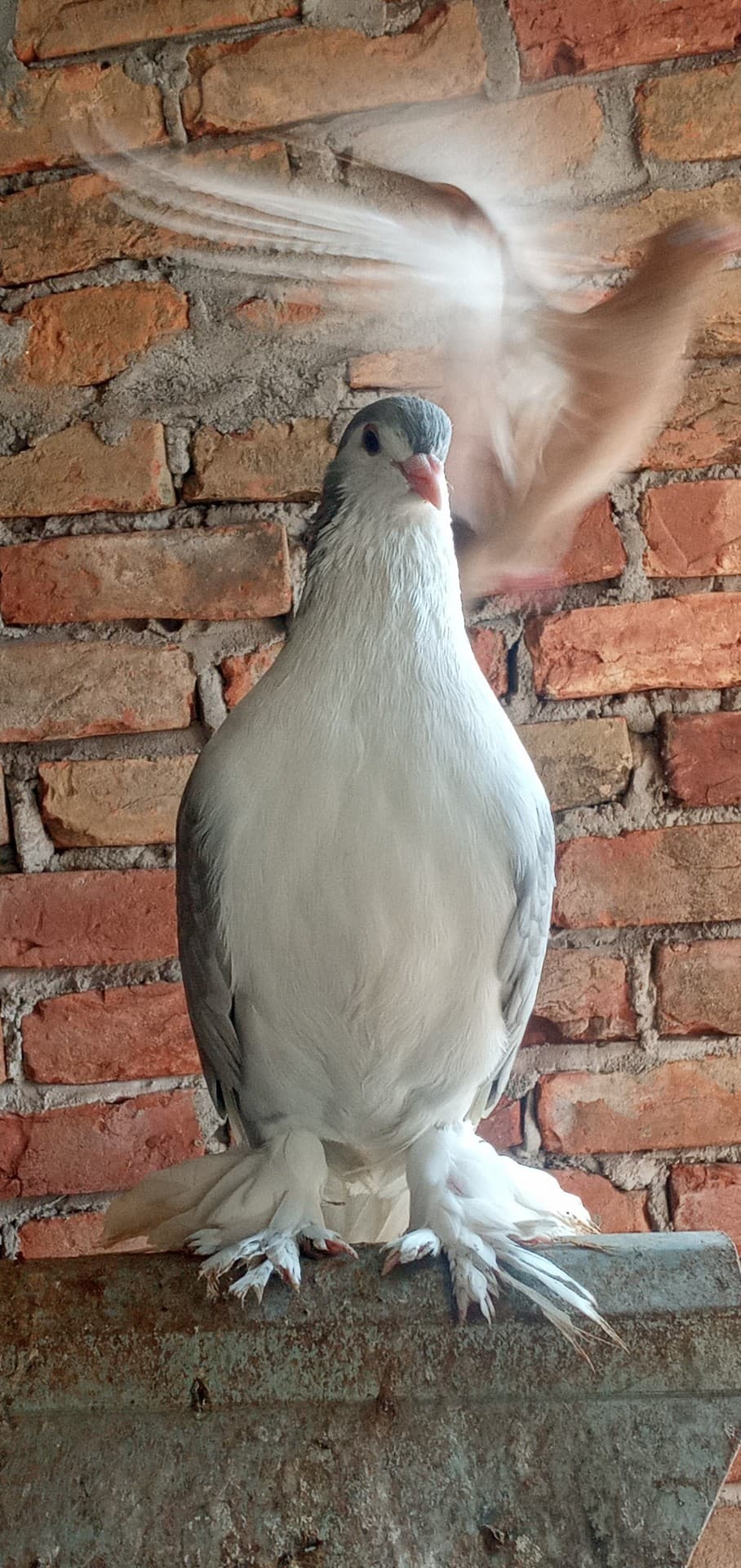 f click