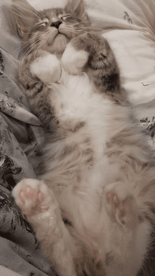 chat