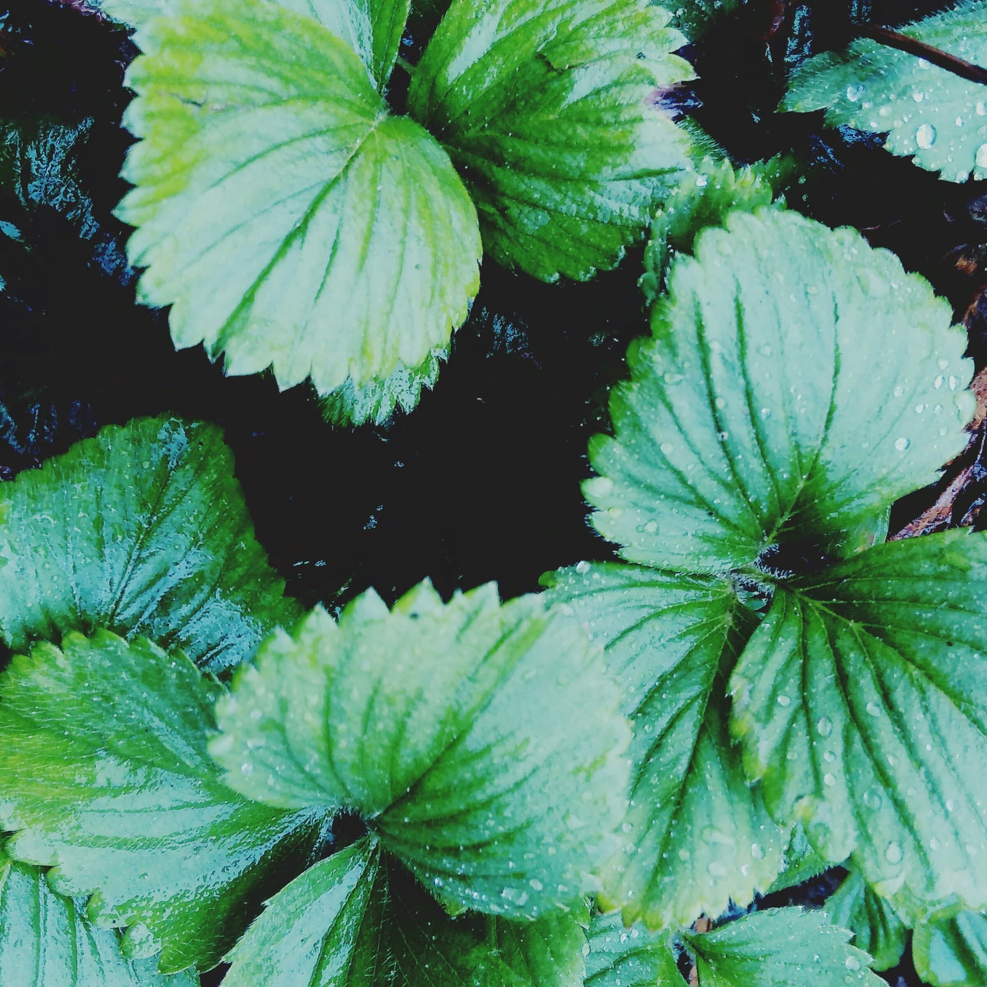 may shoots of strawberries