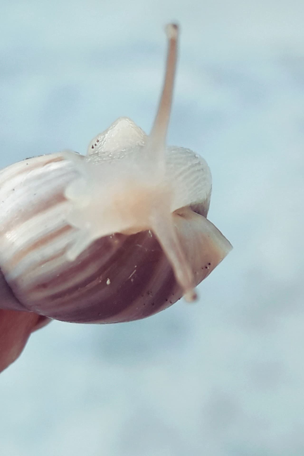 Caracola