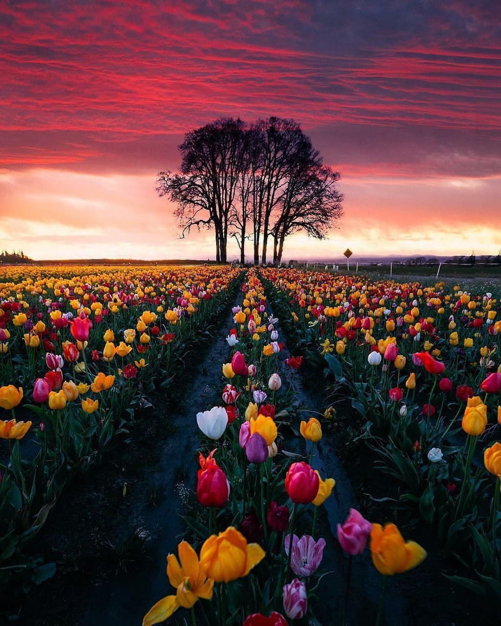 Tulip bloom