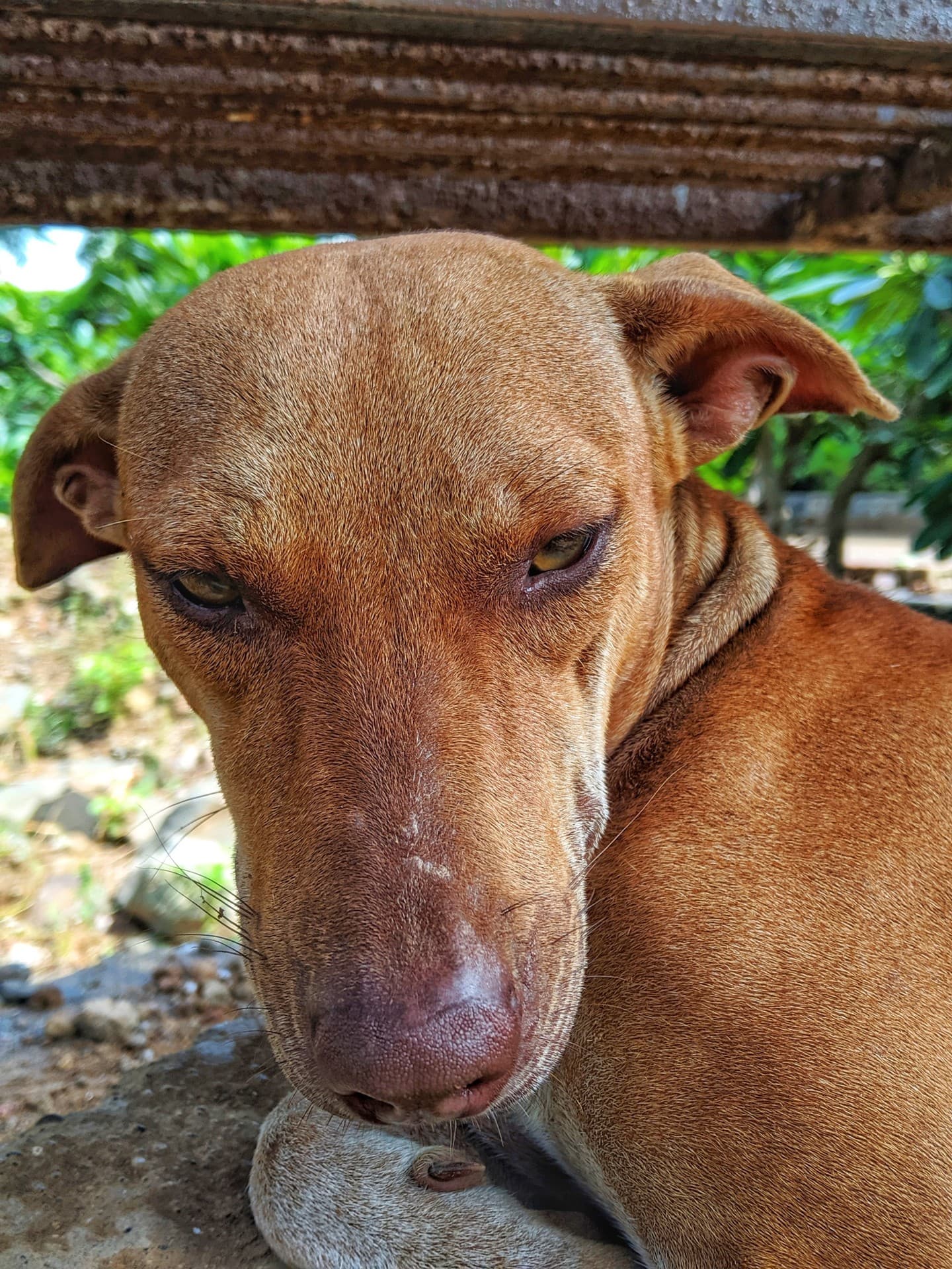 Street Dog