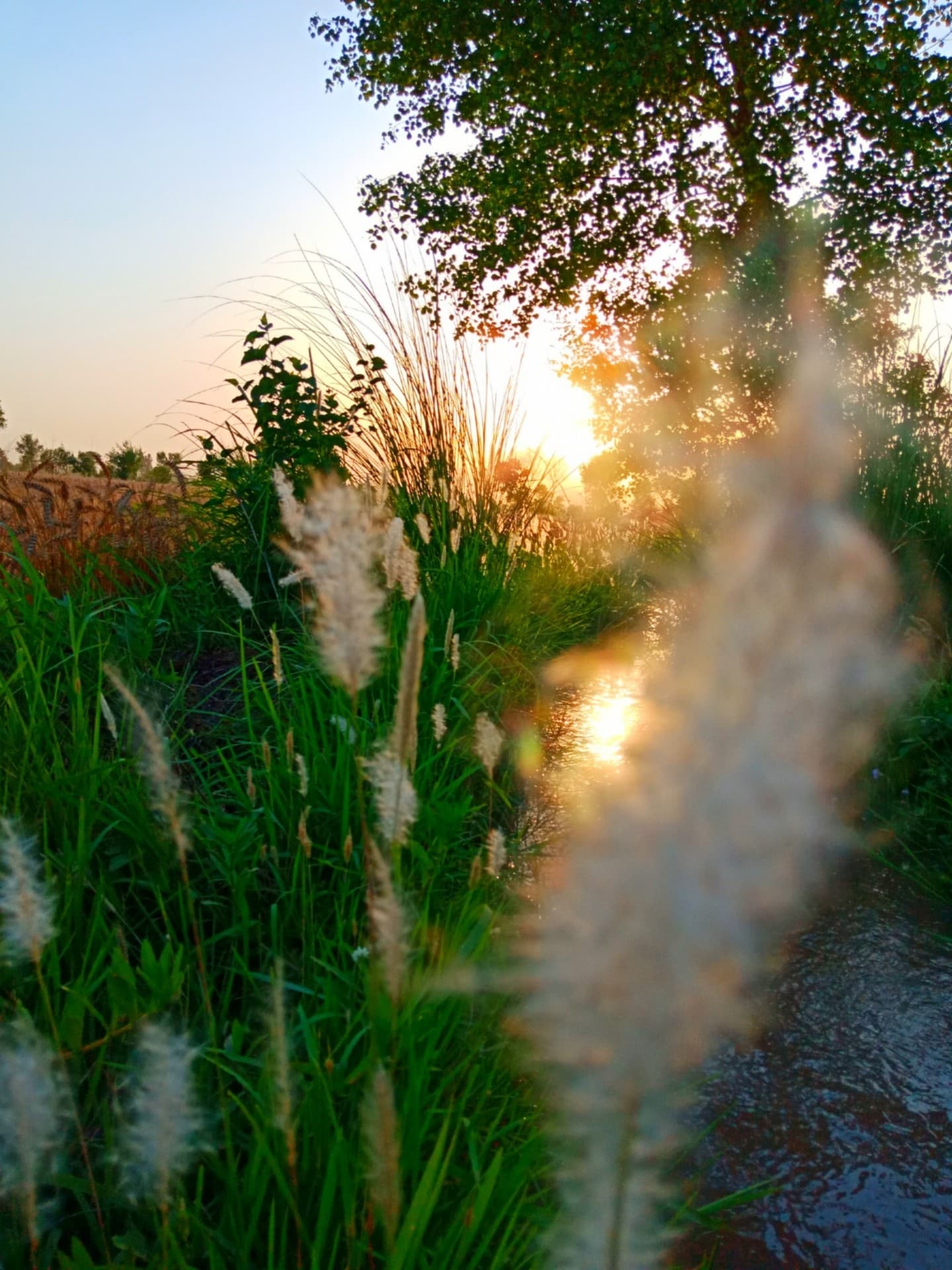 Sunlight