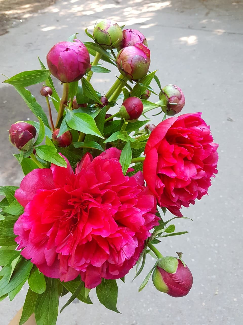 Flowers