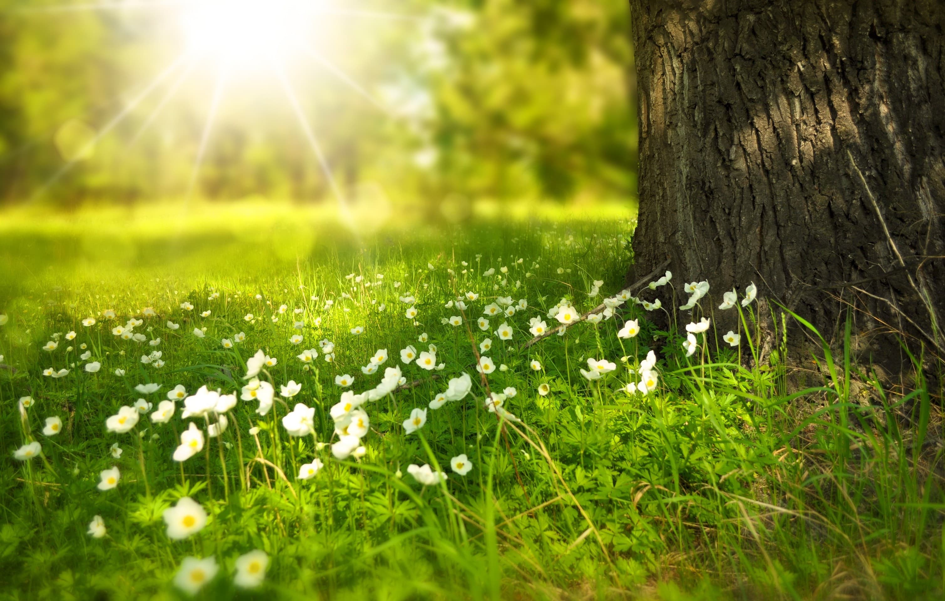 nature