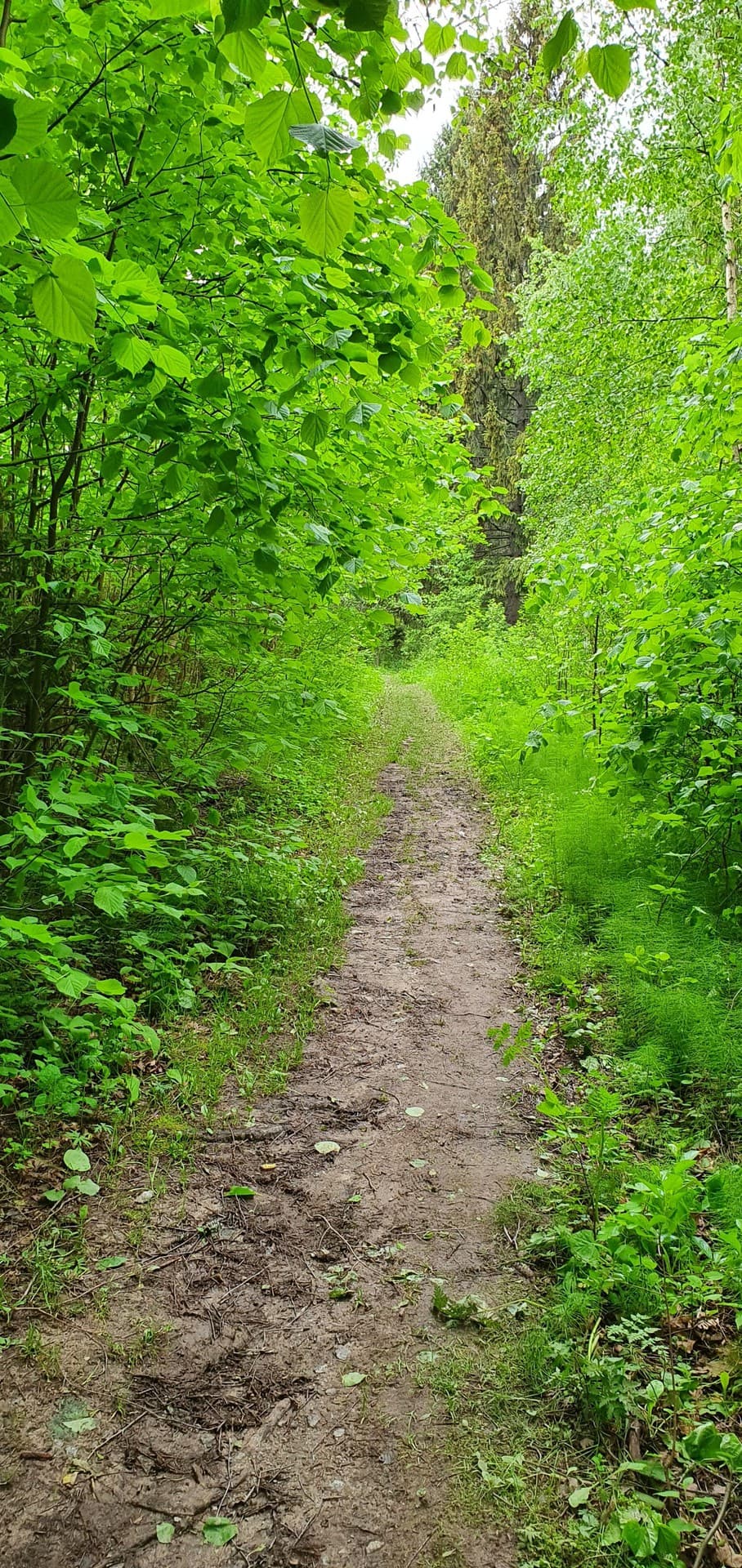 forest road