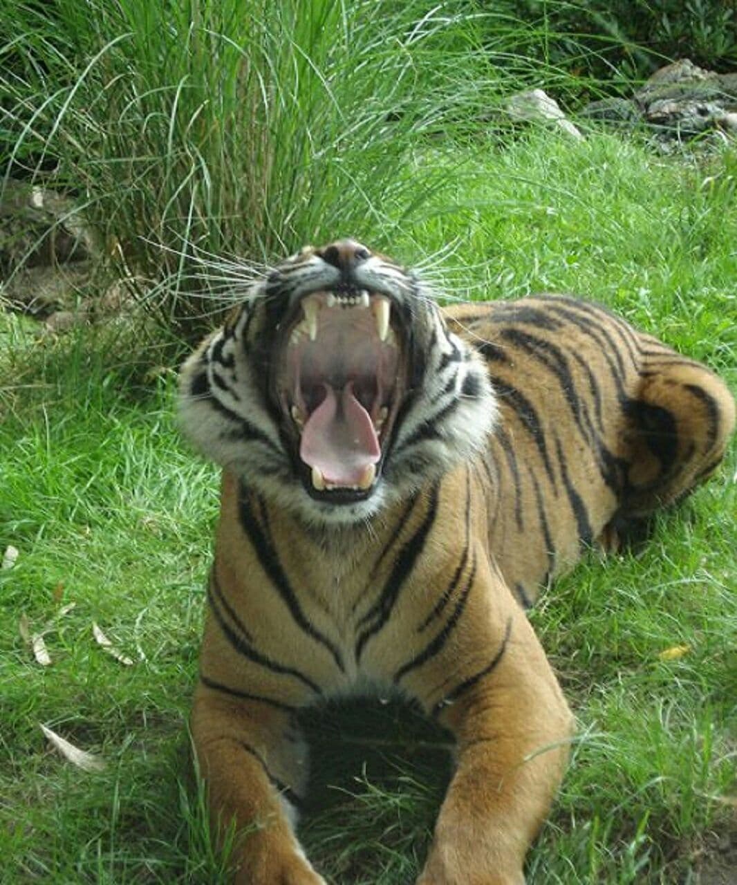 yawning tiger