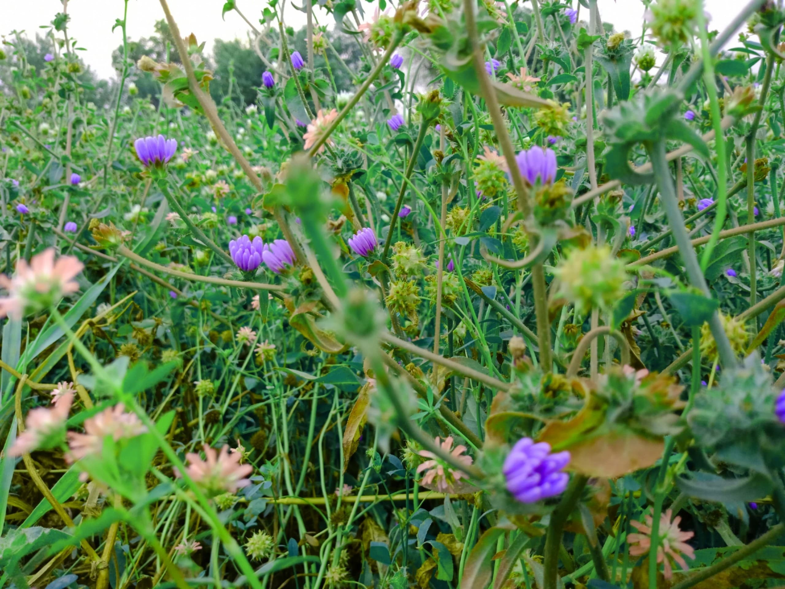 Flowers