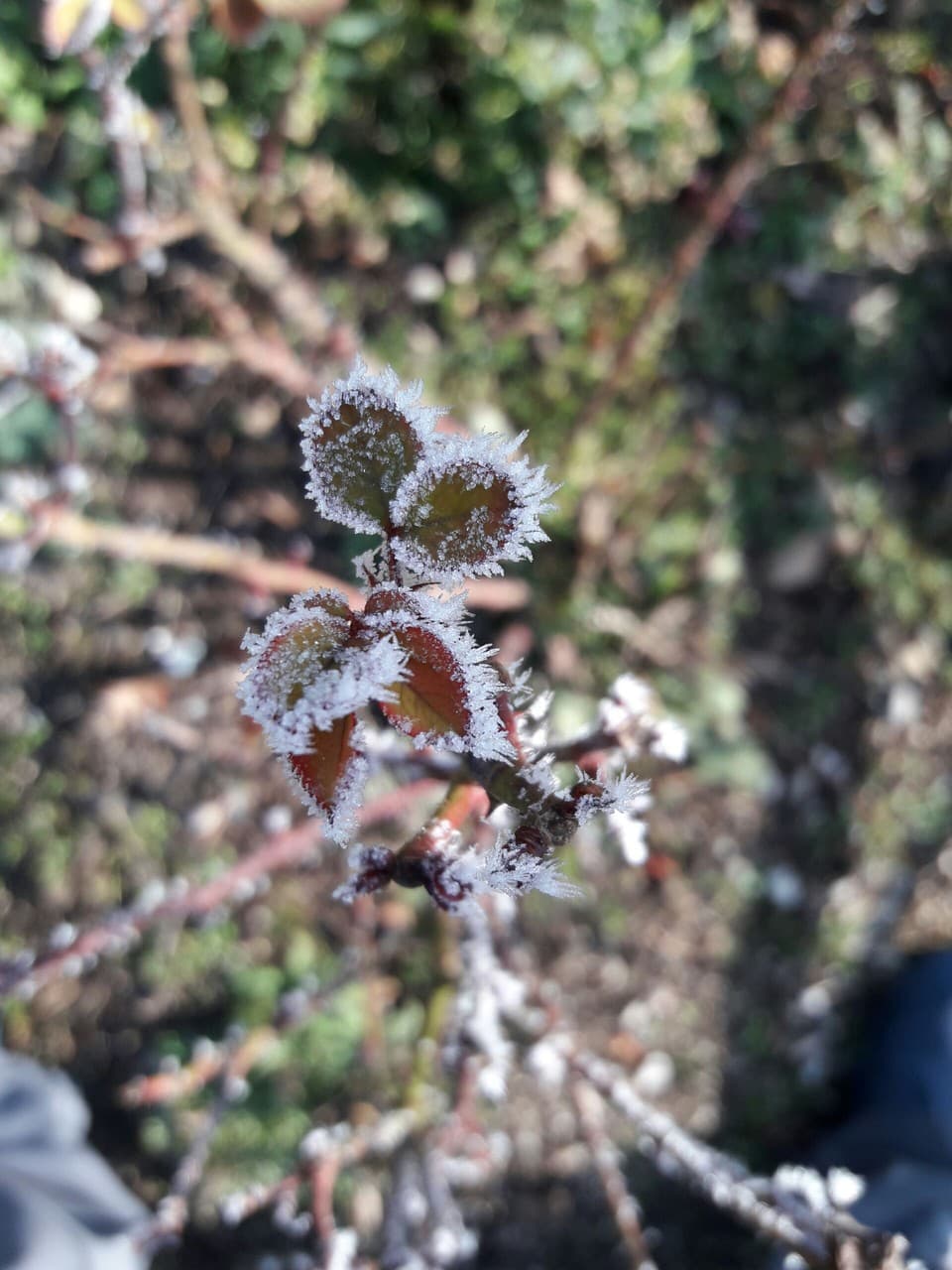 Frozen Rose