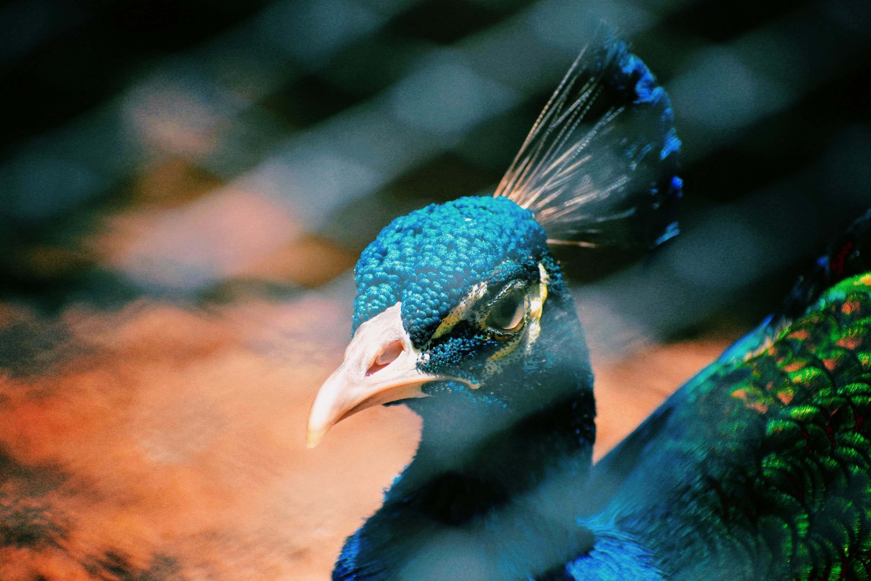 peacock