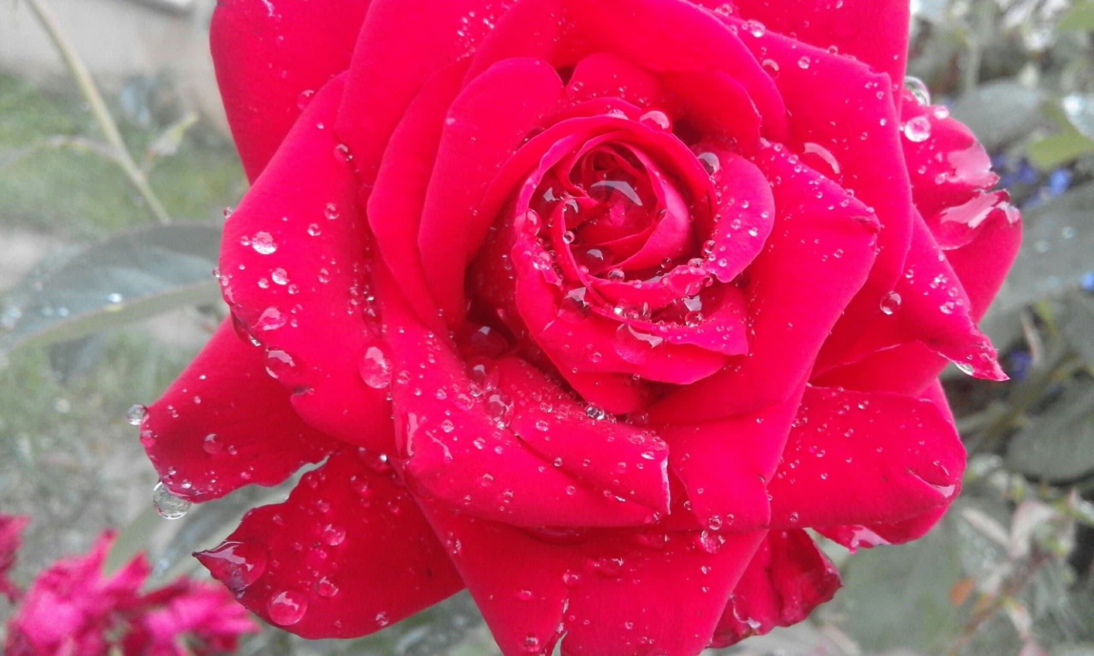 Water-rose
