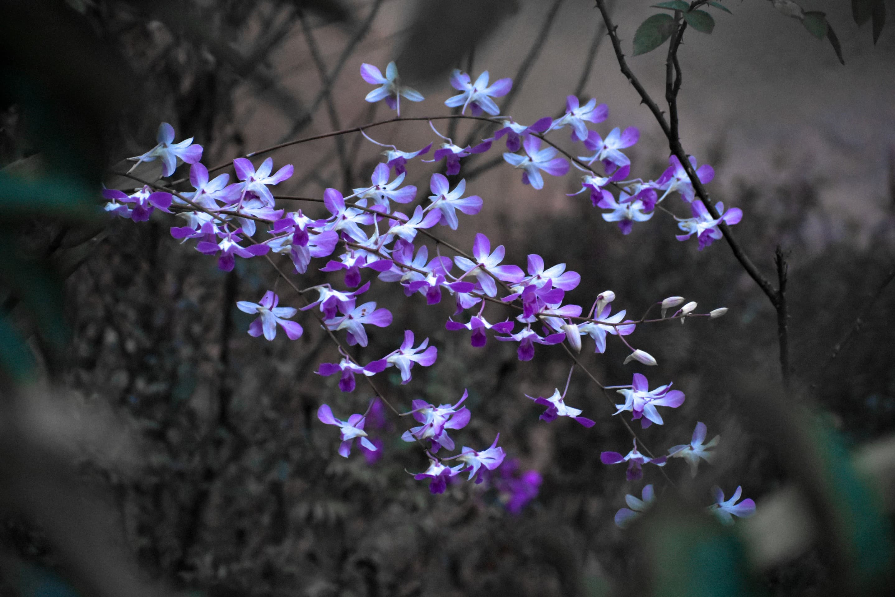 Orchid