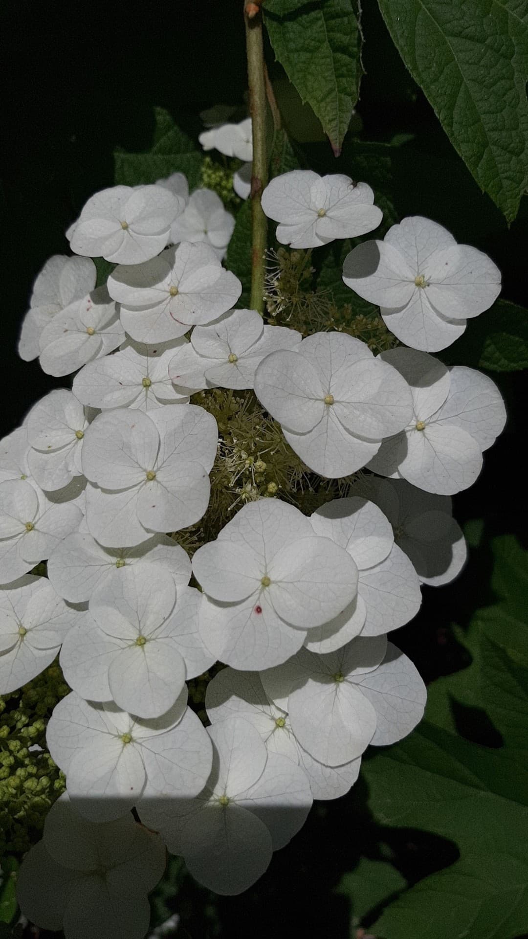 fleur