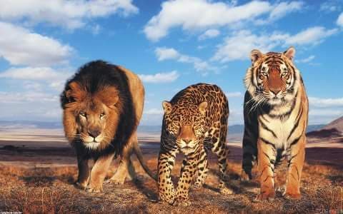 cats