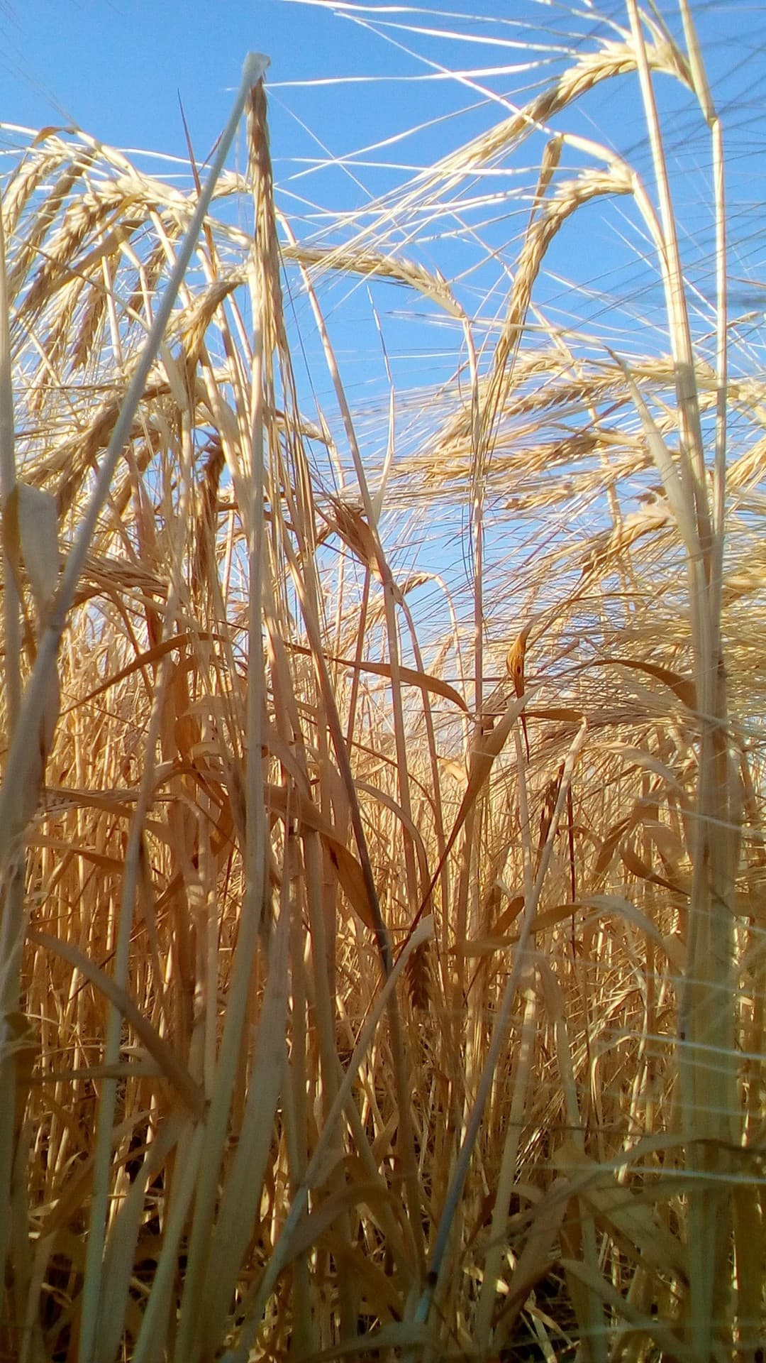 wheat