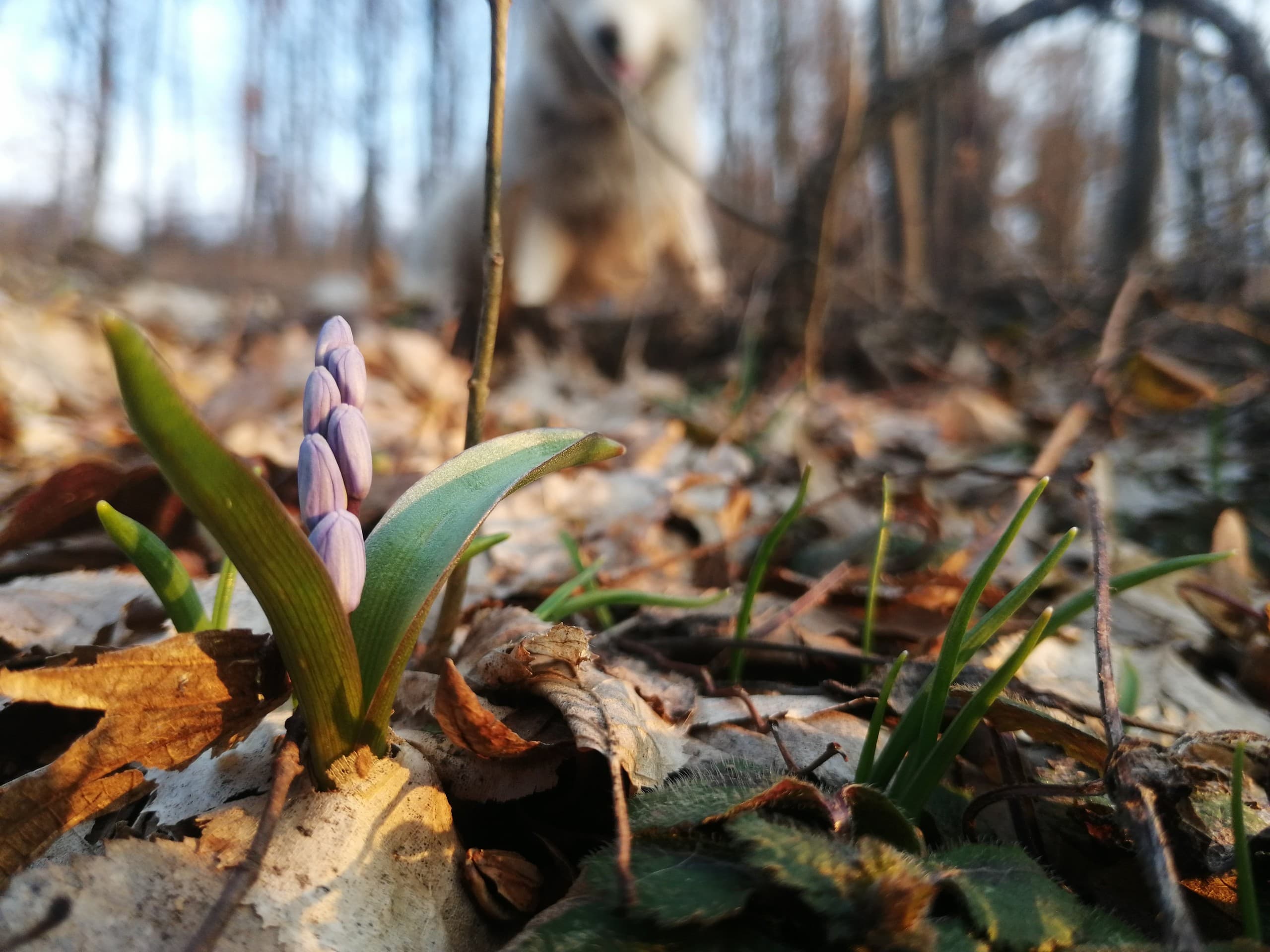 Through the Leaf