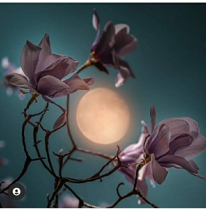 good night friends