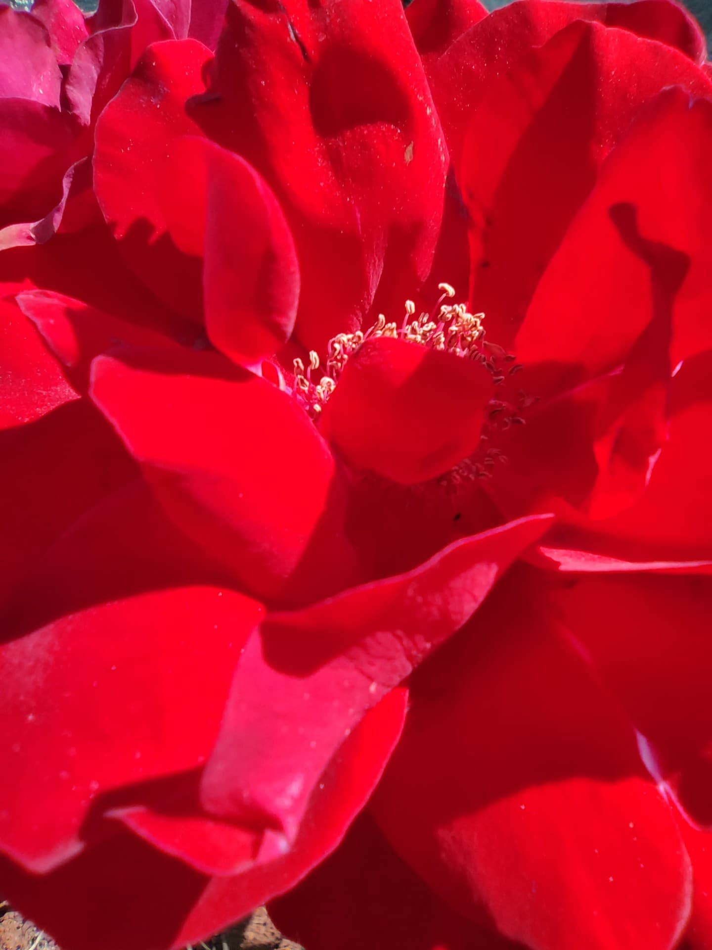 rose