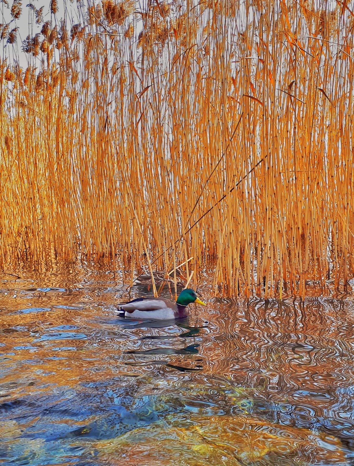 Hungary Balaton