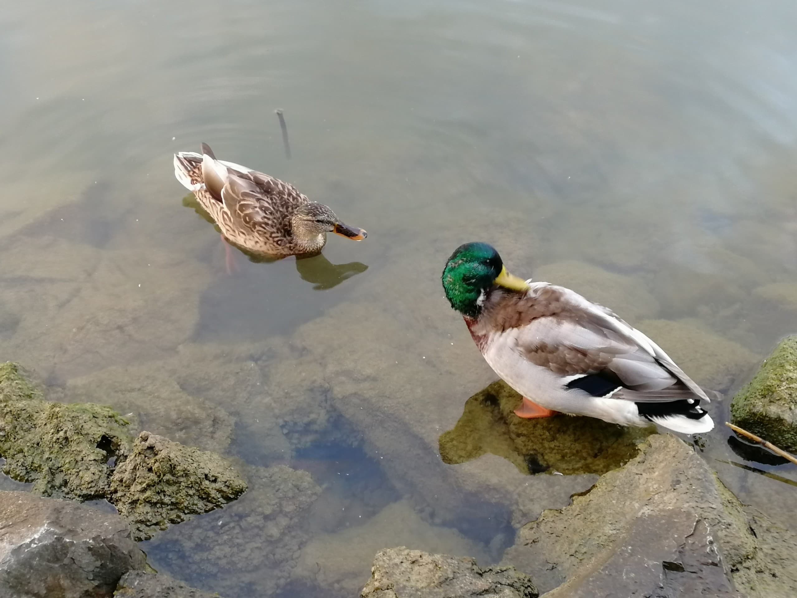 duck