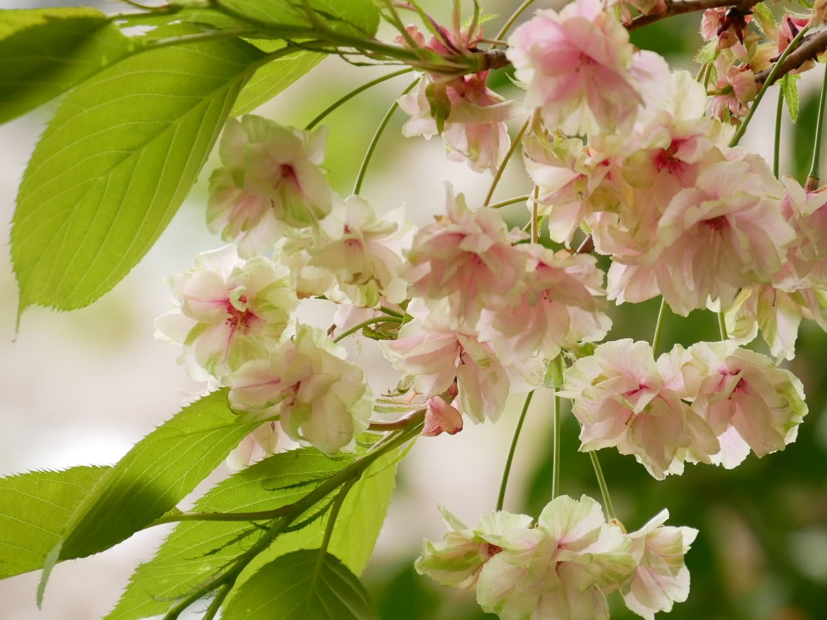 double cherry blossoms