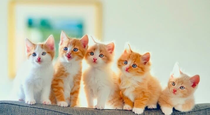 kitty