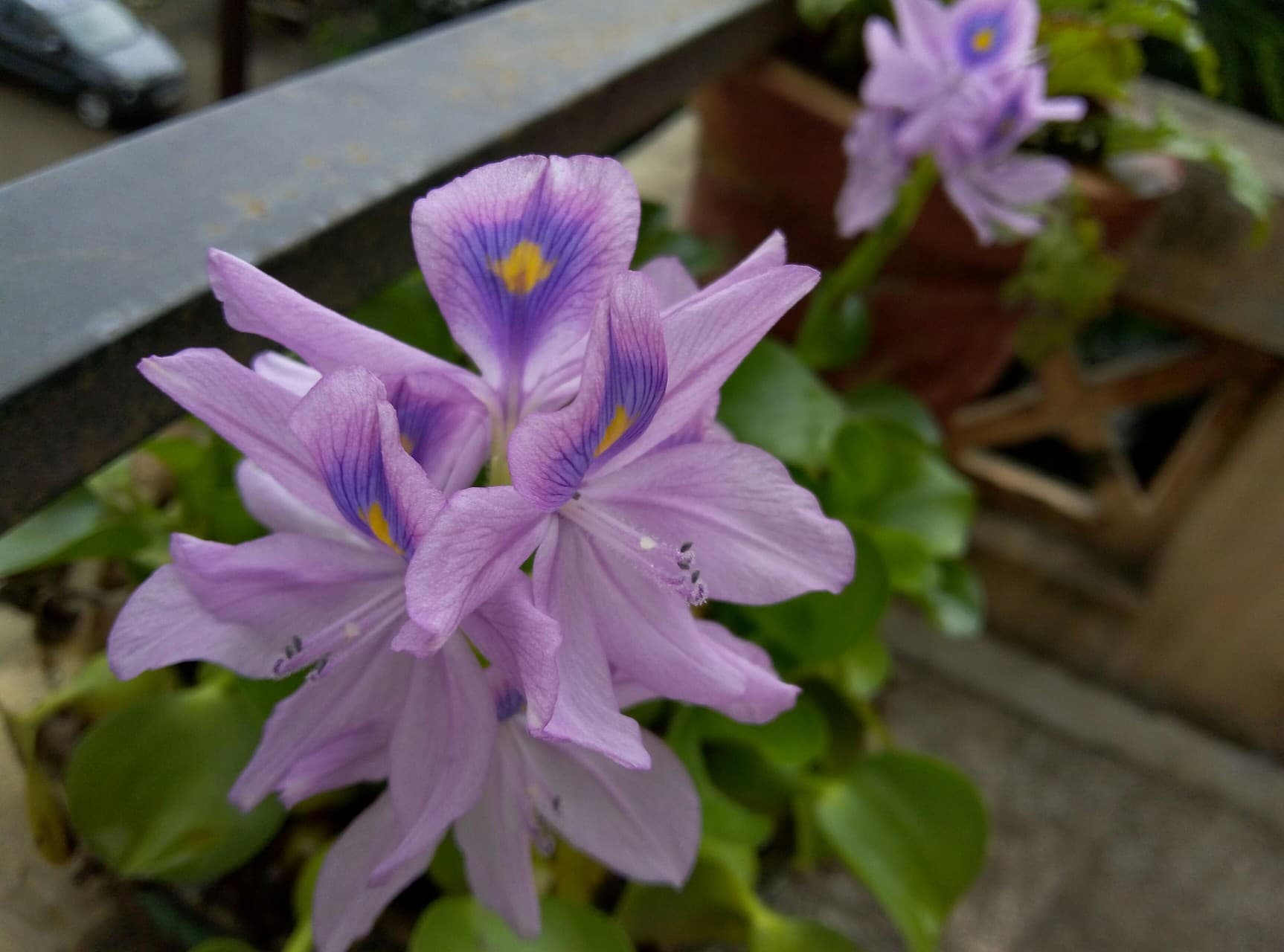 Water Lily